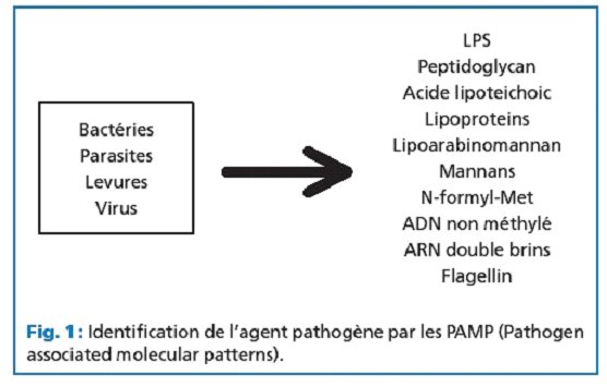 exemple de phagocytose